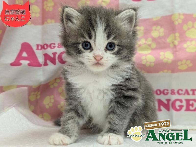 ミックス 猫（Mix）