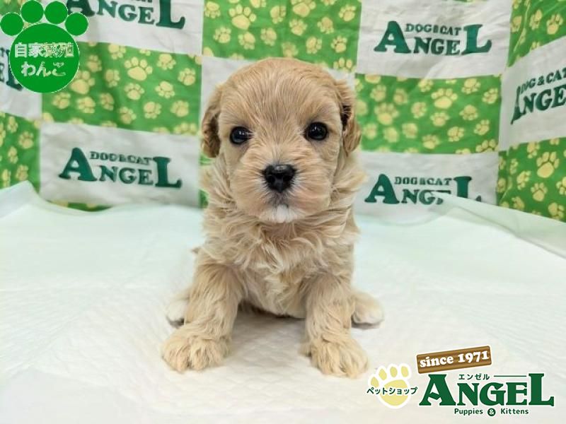 子犬・子猫の詳細からの検索結果 | ペットショップエンゼル