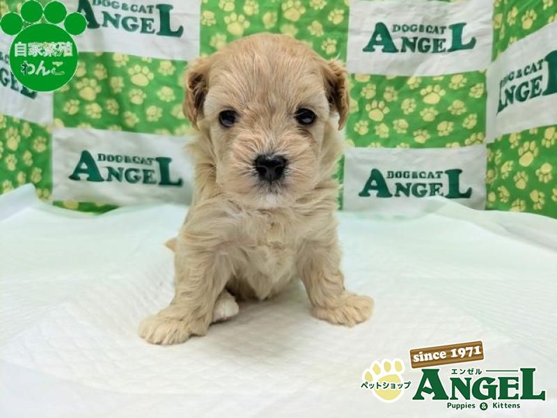 ミックス 犬（マルプー）