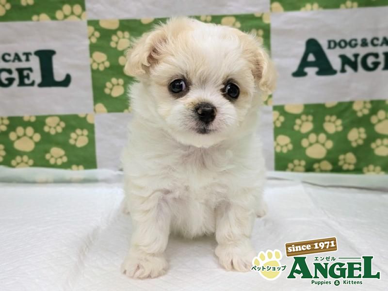 ミックス 犬（Mix）