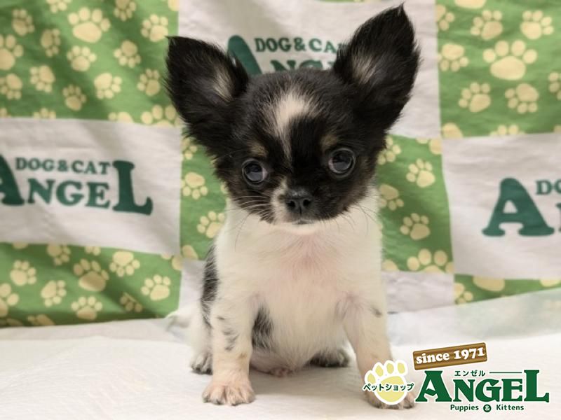 チワワ・ロング