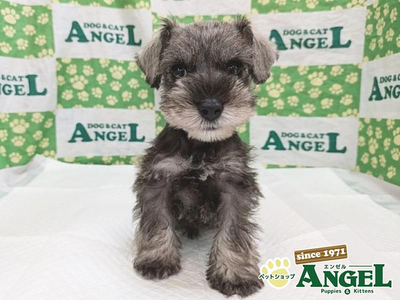 ミニチュアシュナウザー