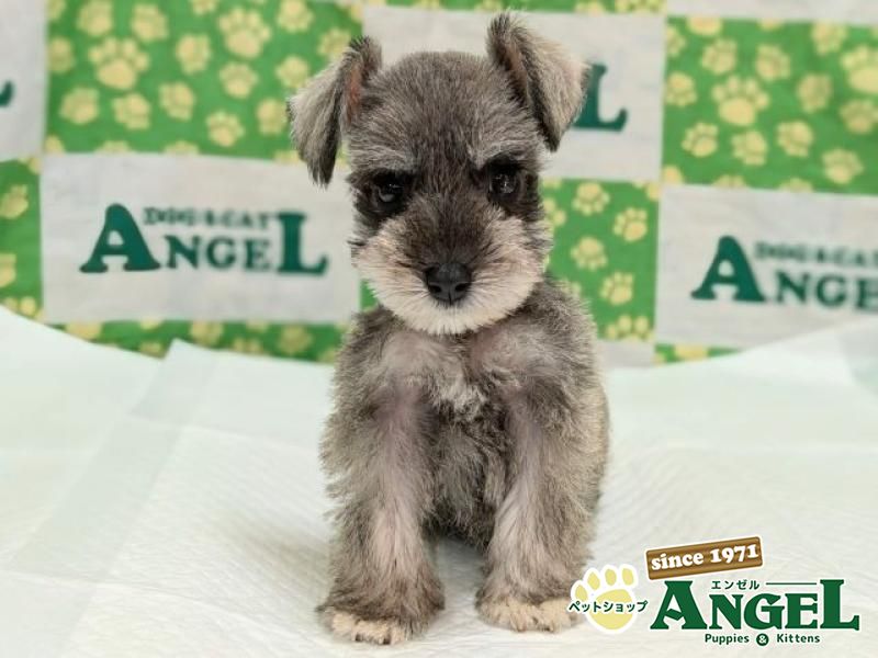 ミニチュアシュナウザー