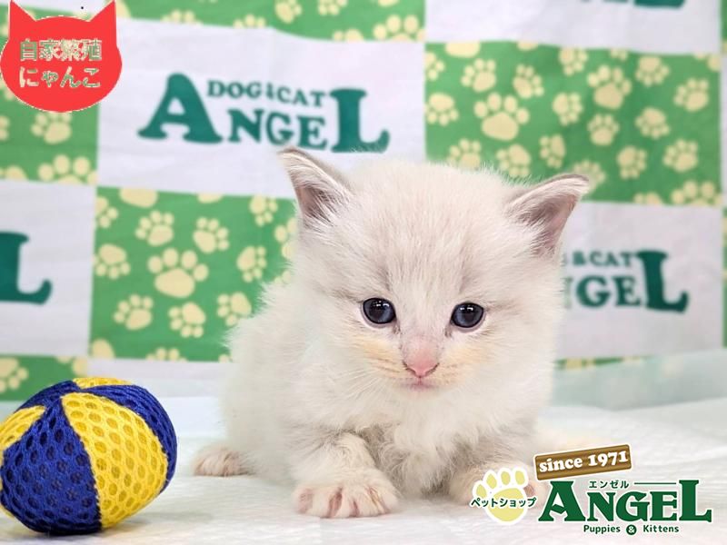 ネヴァマスカレード