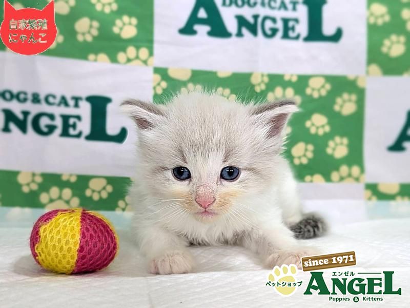 ネヴァマスカレード