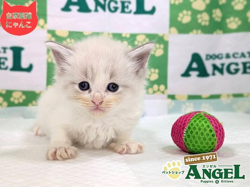 ネヴァマスカレード