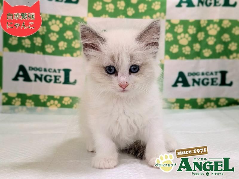 ミックス 猫（Mix）