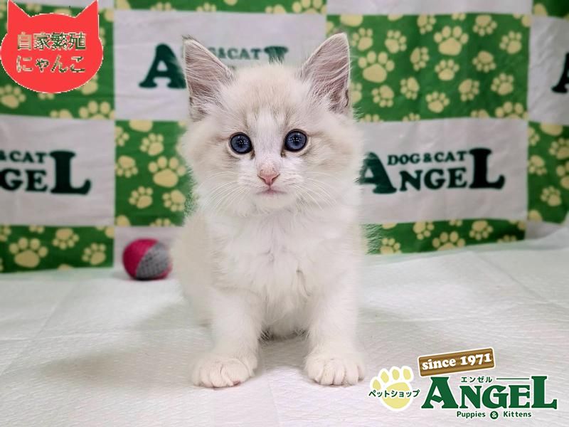 ミックス 猫（Mix）