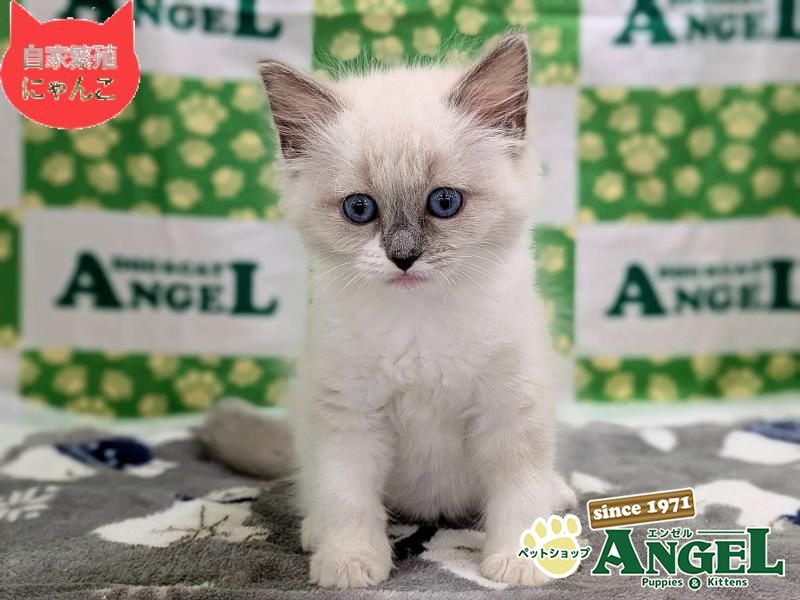 ミックス 猫（Mix）