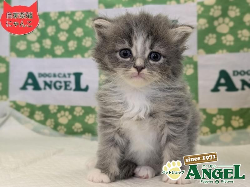 ミックス 猫（Mix）