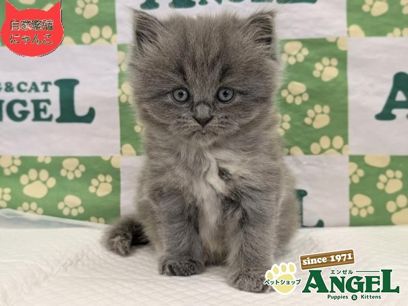 子犬・子猫の詳細からの検索結果 | ペットショップエンゼル