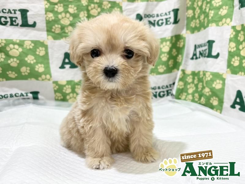 子犬・子猫の詳細からの検索結果 | ペットショップエンゼル