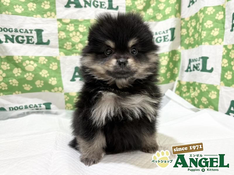 検索結果 | ペットショップエンゼル