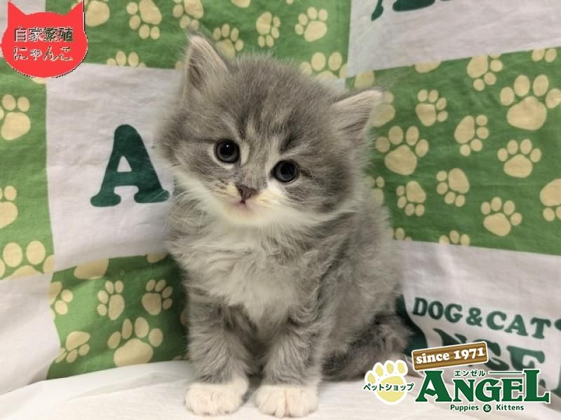 スコティッシュフォールド