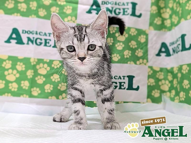 アメリカンショートヘアー