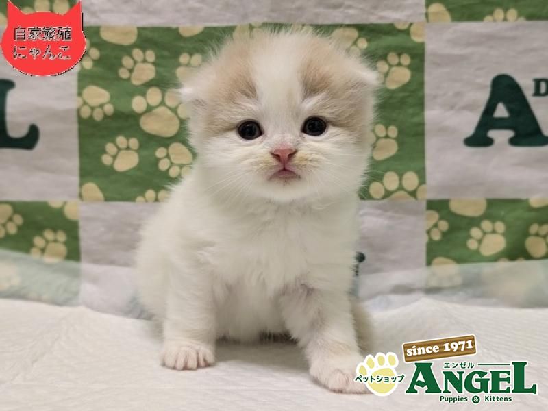 スコティッシュフォールド