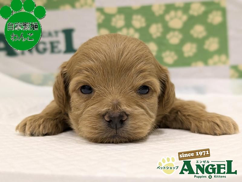 ミックス 犬（Mix）