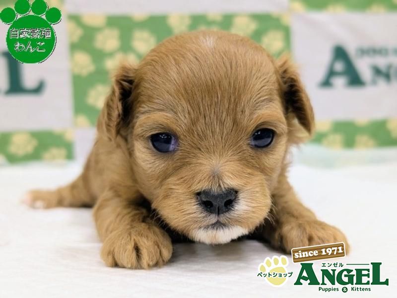 ミックス 犬（Mix）