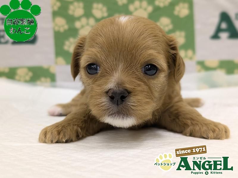 ミックス 犬（Mix）