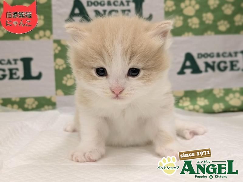 スコティッシュフォールド