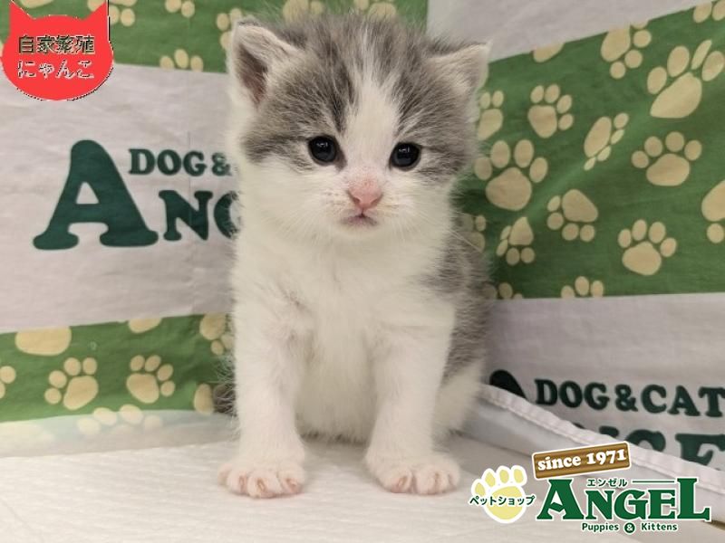 スコティッシュフォールド