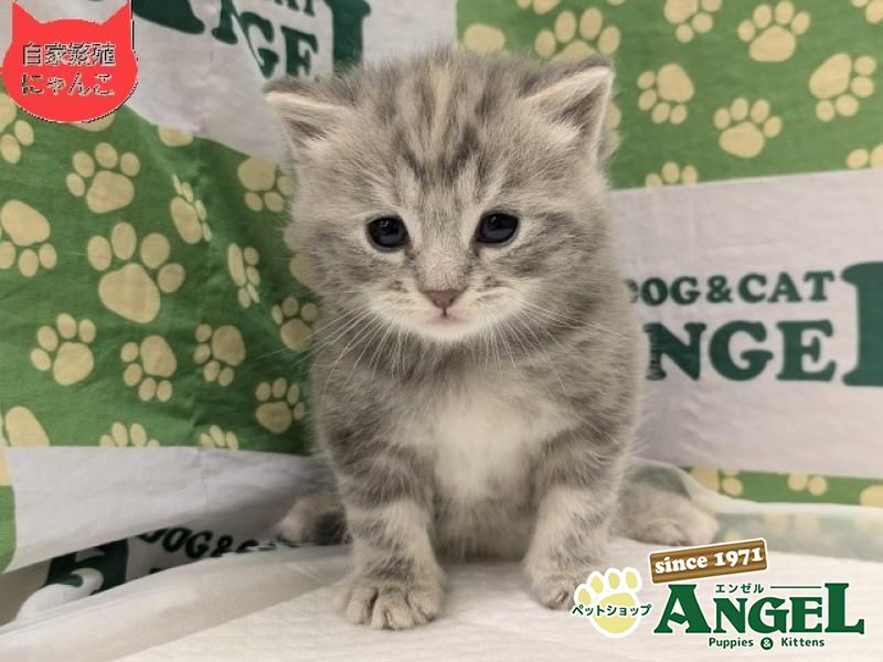 スコティッシュフォールド