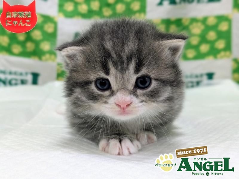 ミックス 猫（Mix）