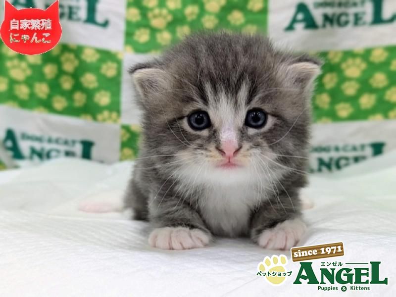 ミックス 猫（Mix）