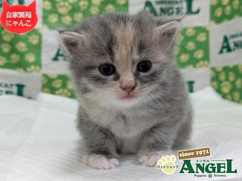 ミックス 猫（Mix）