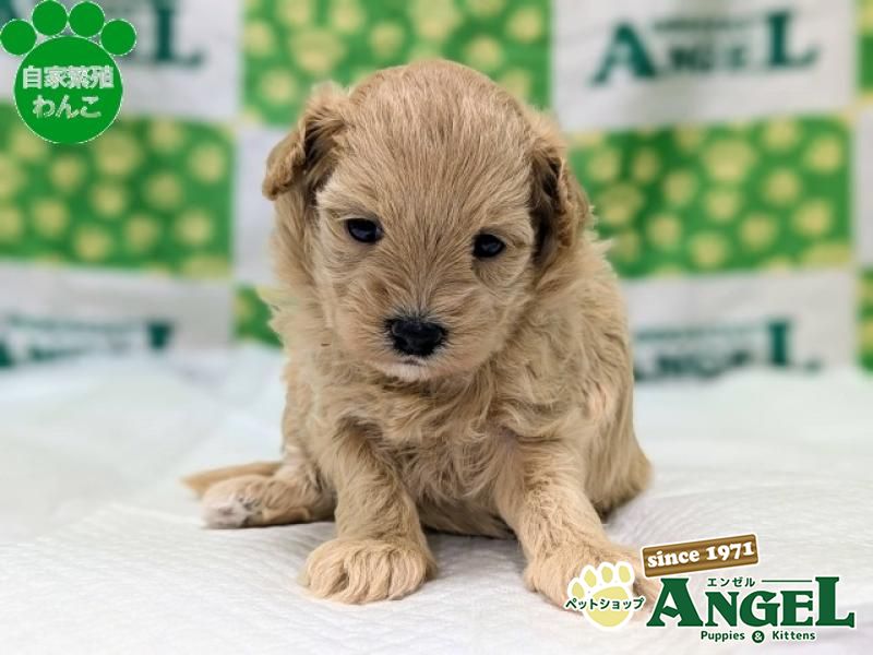 ミックス 犬（マルプー）