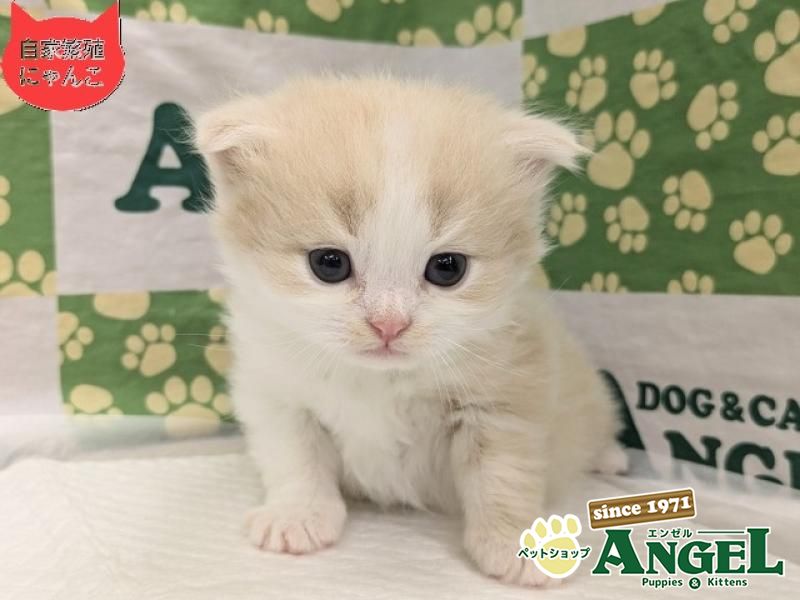 スコティッシュフォールド