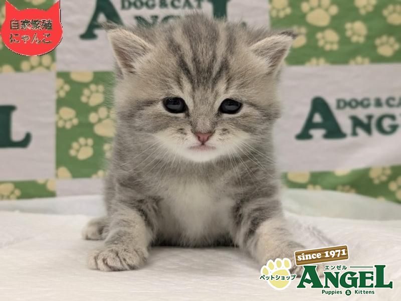 スコティッシュフォールド