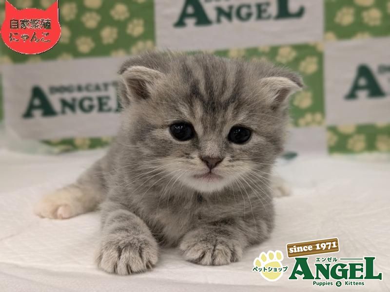 スコティッシュフォールド