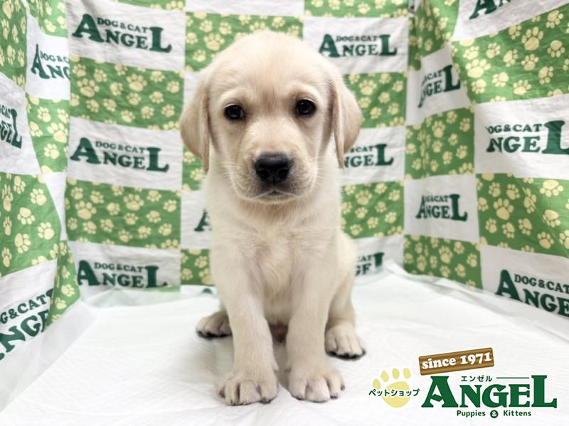 ラブラドールレトリバー