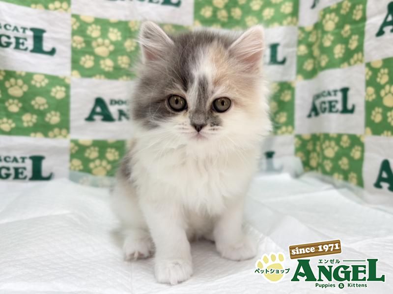 スコティッシュフォールド