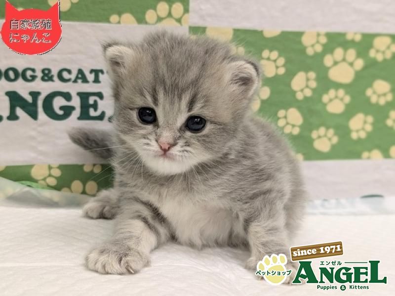 ミックス 猫（Mix）