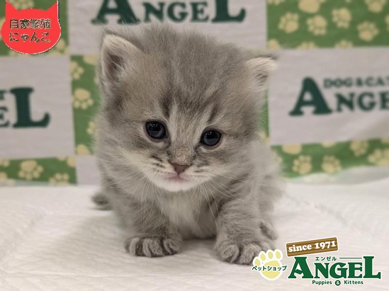 ミックス 猫（Mix）