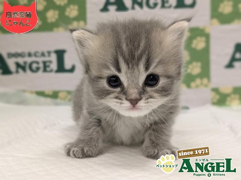 ミックス 猫（Mix）