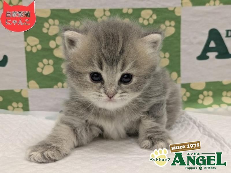 ミックス 猫（Mix）