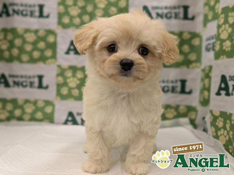 ミックス 犬（マルプー）