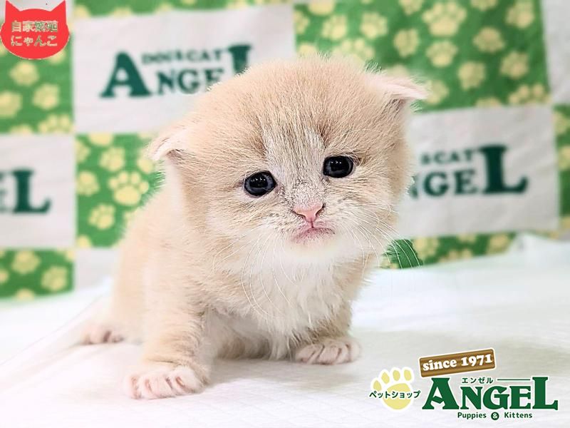 スコティッシュフォールド