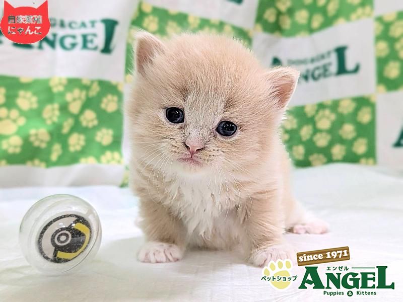 スコティッシュフォールド