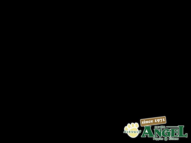 スコティッシュフォールド