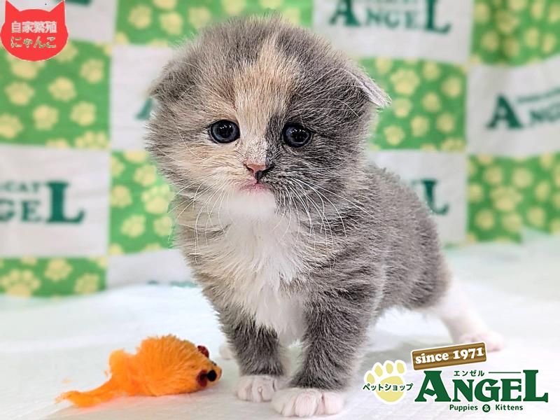 スコティッシュフォールド