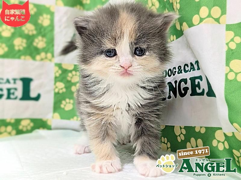 スコティッシュフォールド