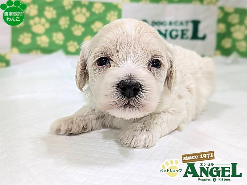 ミックス 犬（マルプー）