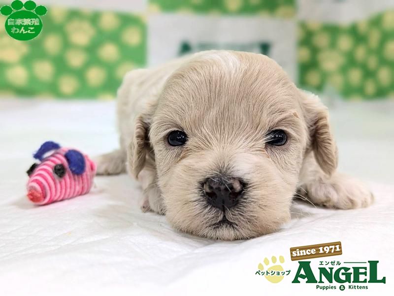 ミックス 犬（マルプー）