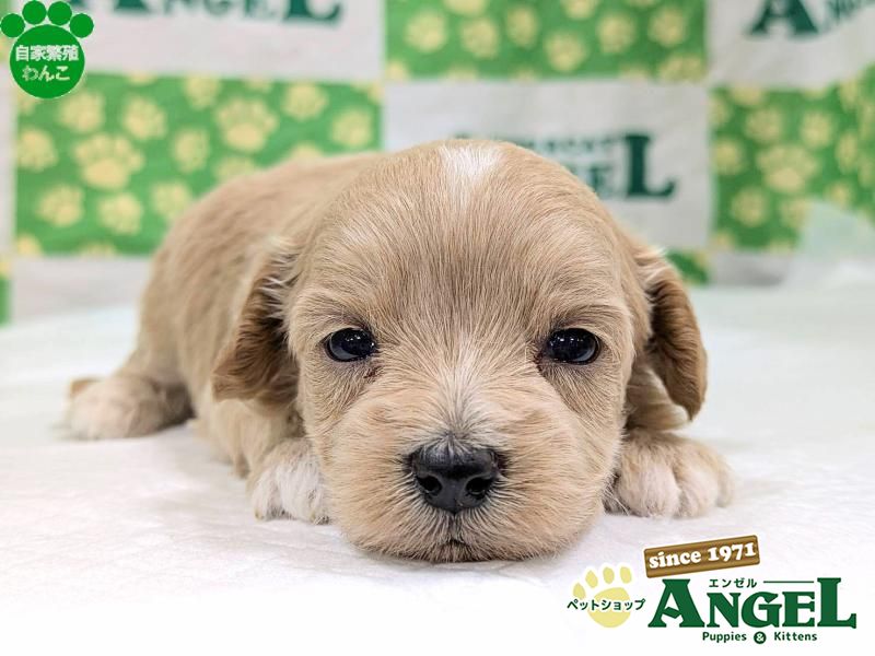 ミックス 犬（マルプー）