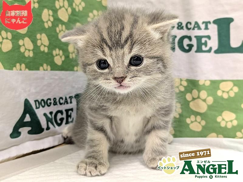 スコティッシュフォールド