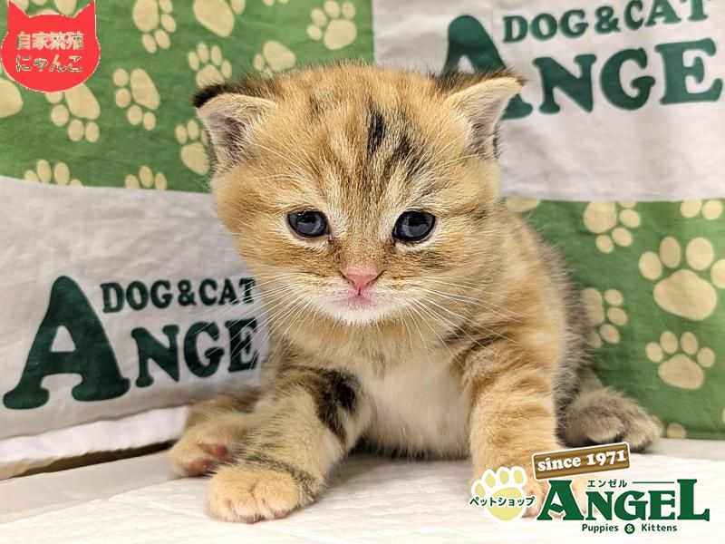 スコティッシュフォールド